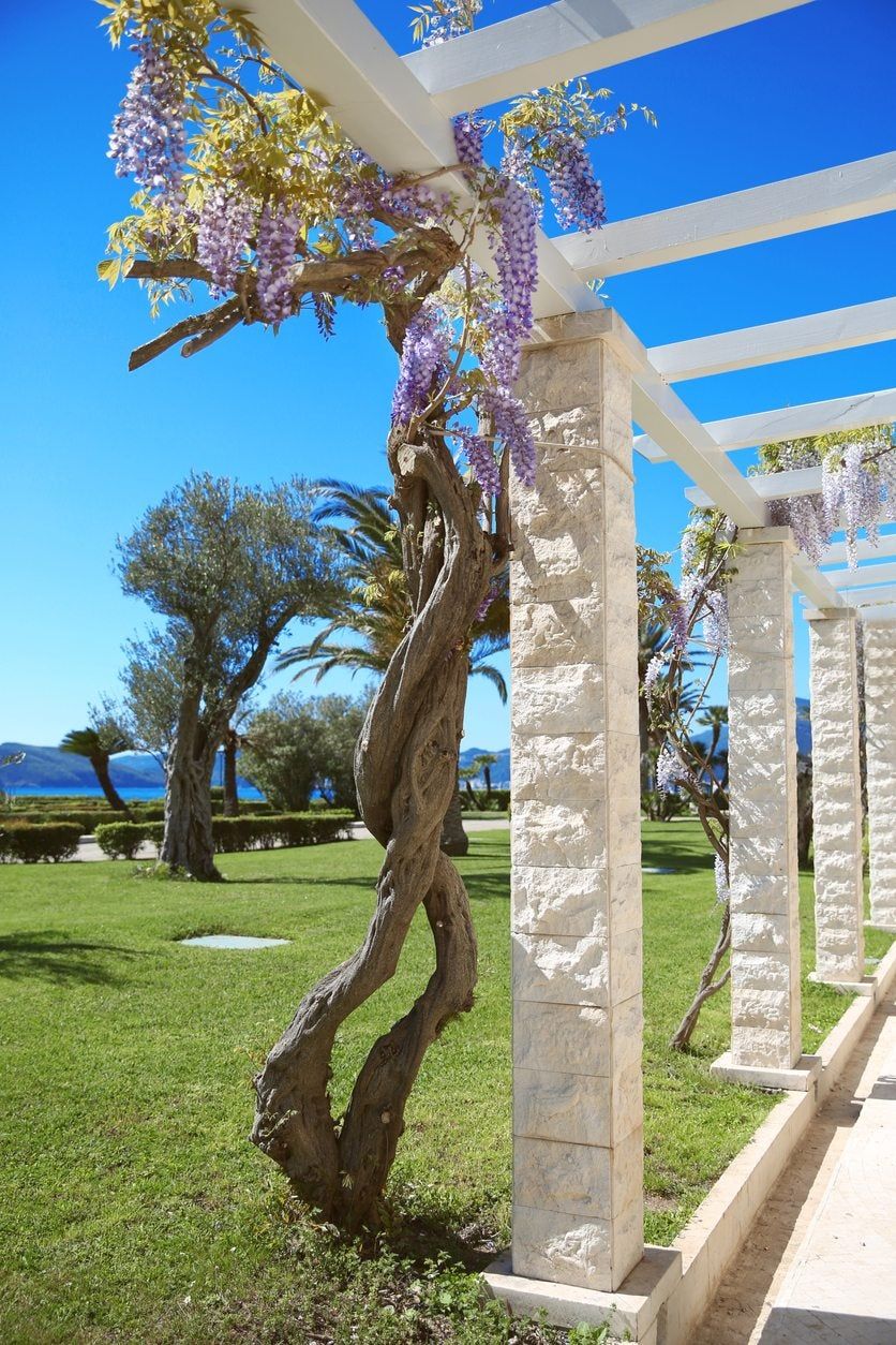 Purple Flowered Wisteria Root Vines