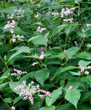 Persicaria campanulata is sometimes mistaken for Japanese knotweed