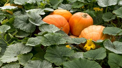 pumpkins growing in garden