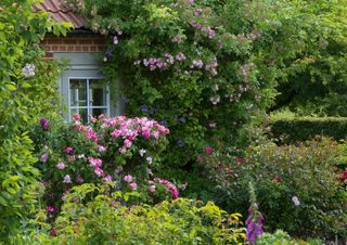 rambling rose in cottage garden