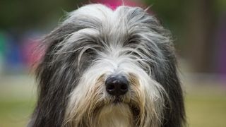 Bearded Collie