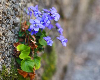Common violets growing out of a wall
