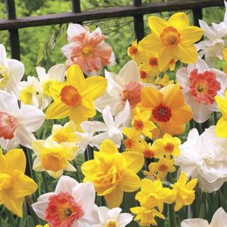 Narcissus All Spring Mix Bulbs