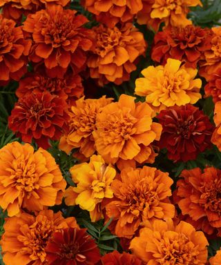 Orange and red Marigolds