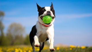 Boston terrier playing with a ball