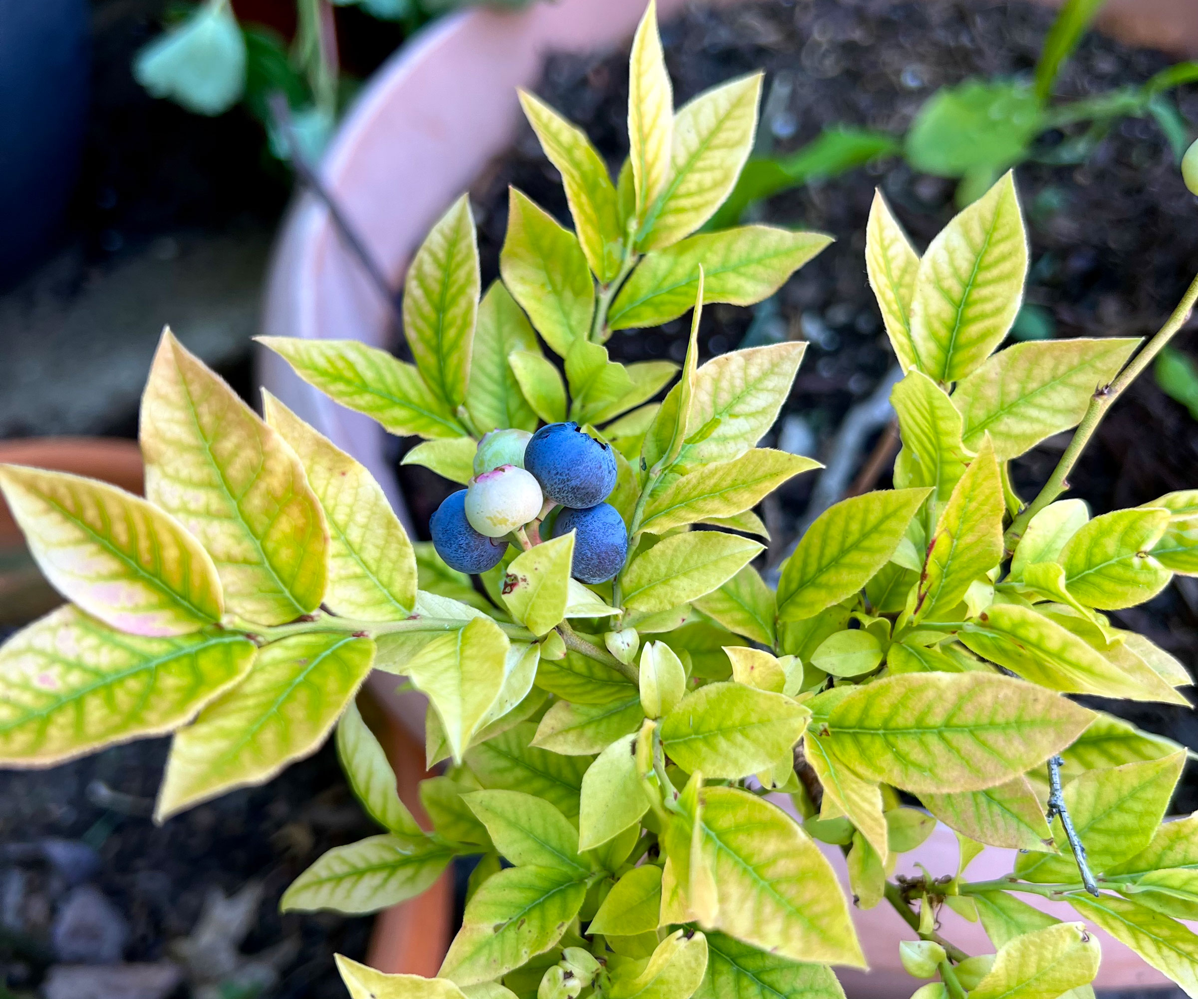 blueberry plant in large pot with signs of leaf chlorosis