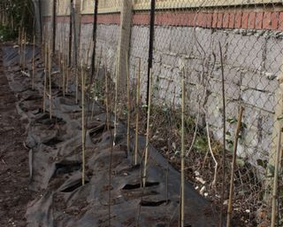 A newly planted bare root hedge