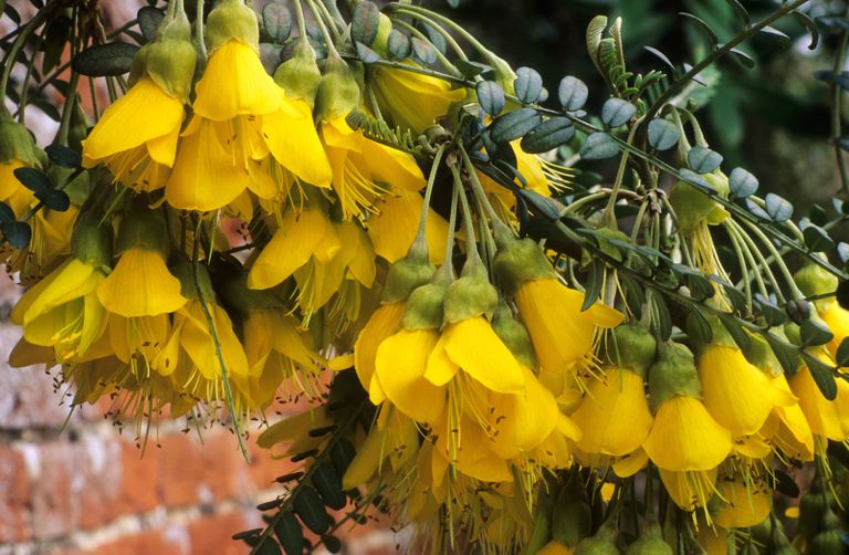 Best trees to grow in pots top choices to add height to your garden