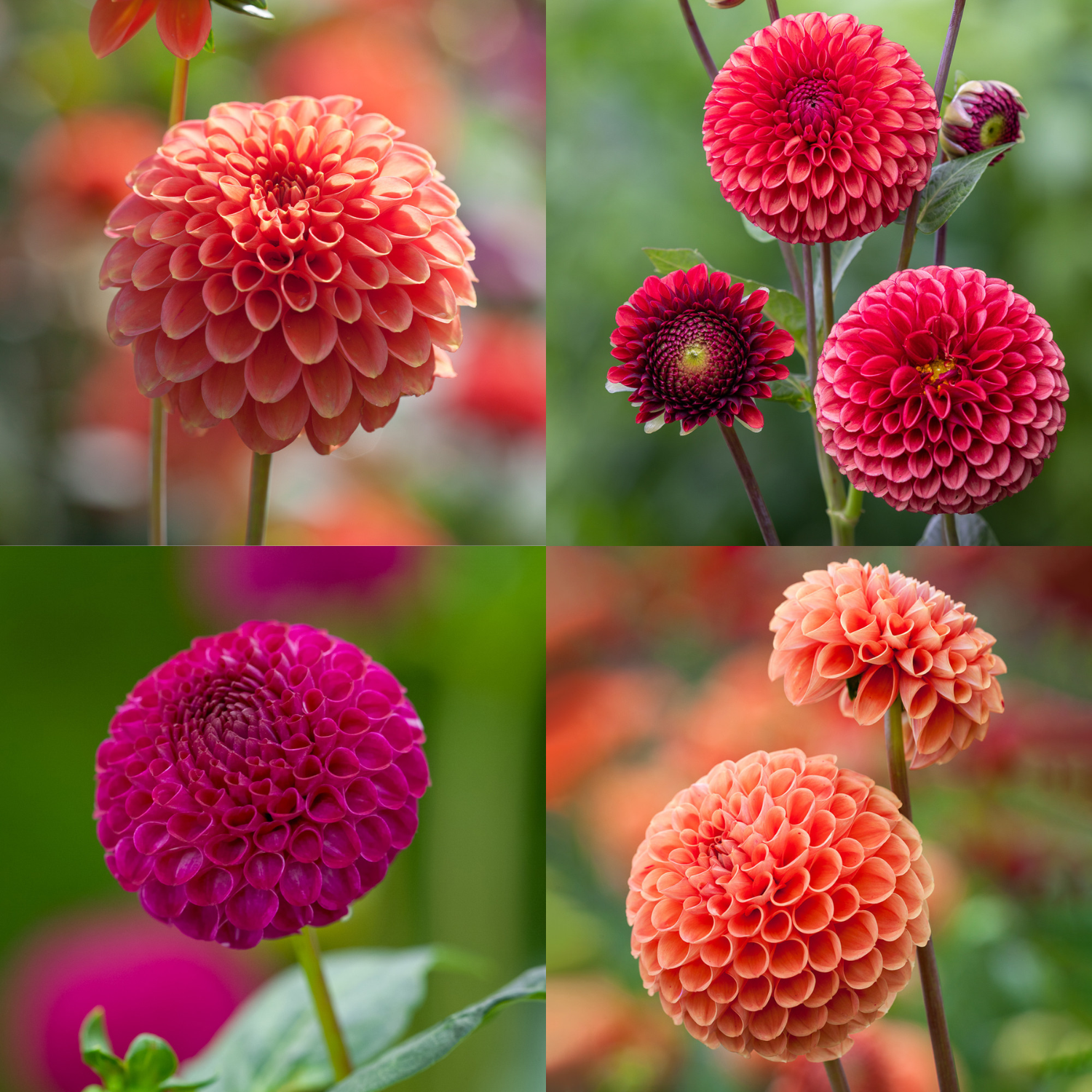 A collage of pompom dahlias