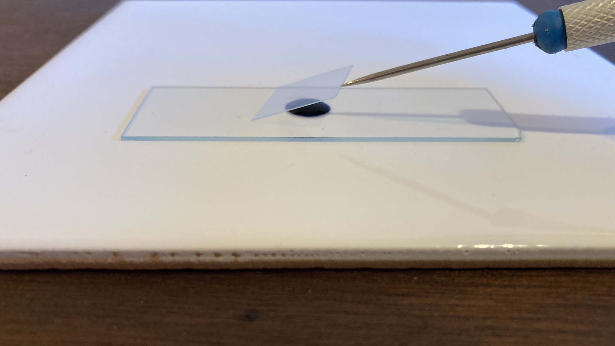 lowering the coverslip onto a microscope slide