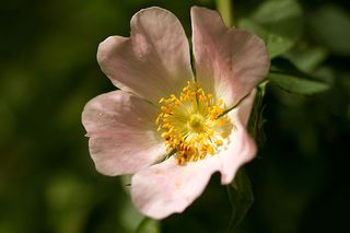 Camellia, Caerhays Castle, Cornwall