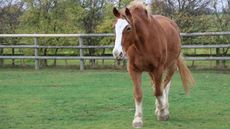 Bransby Horses