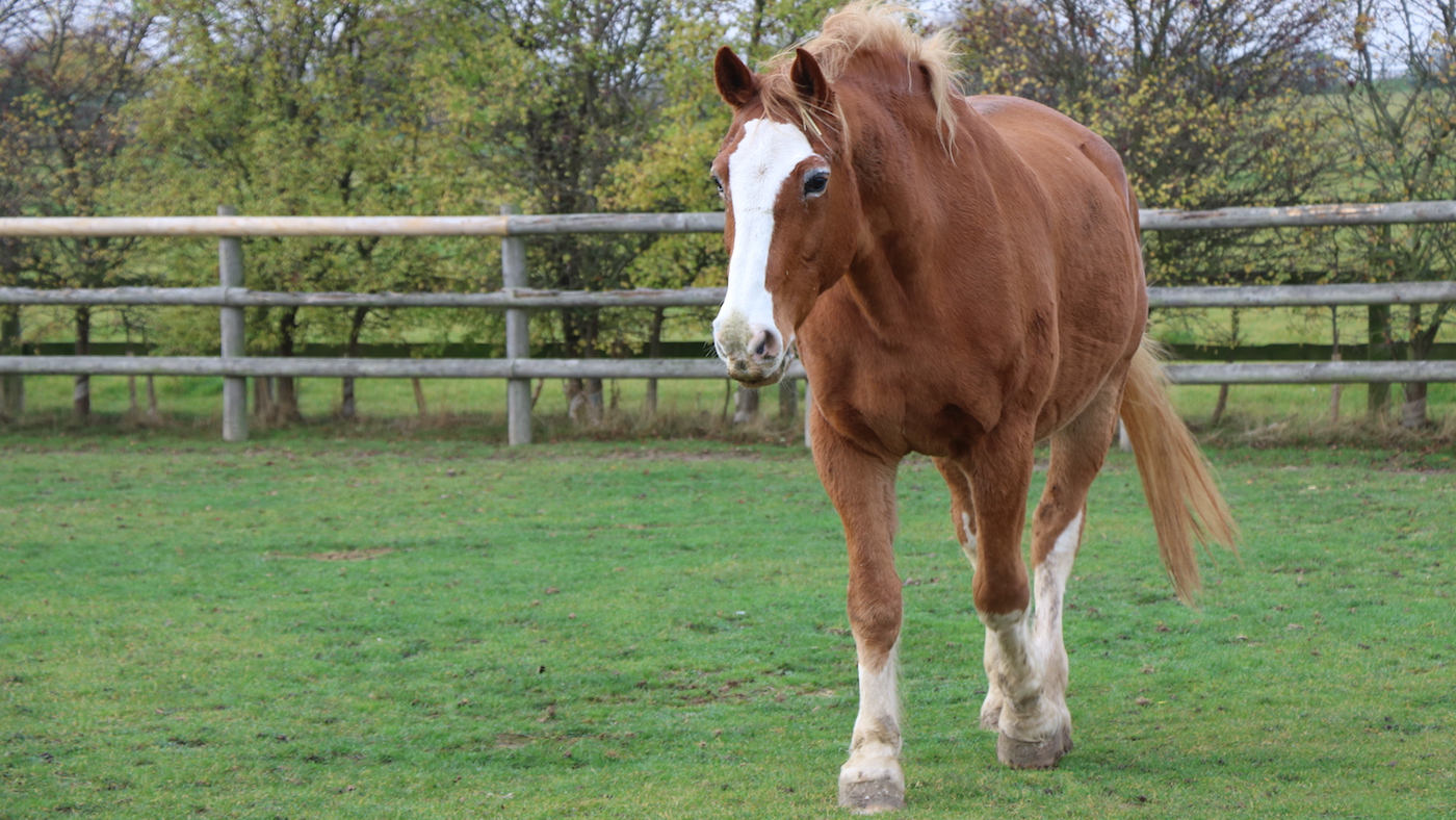 Bransby Horses