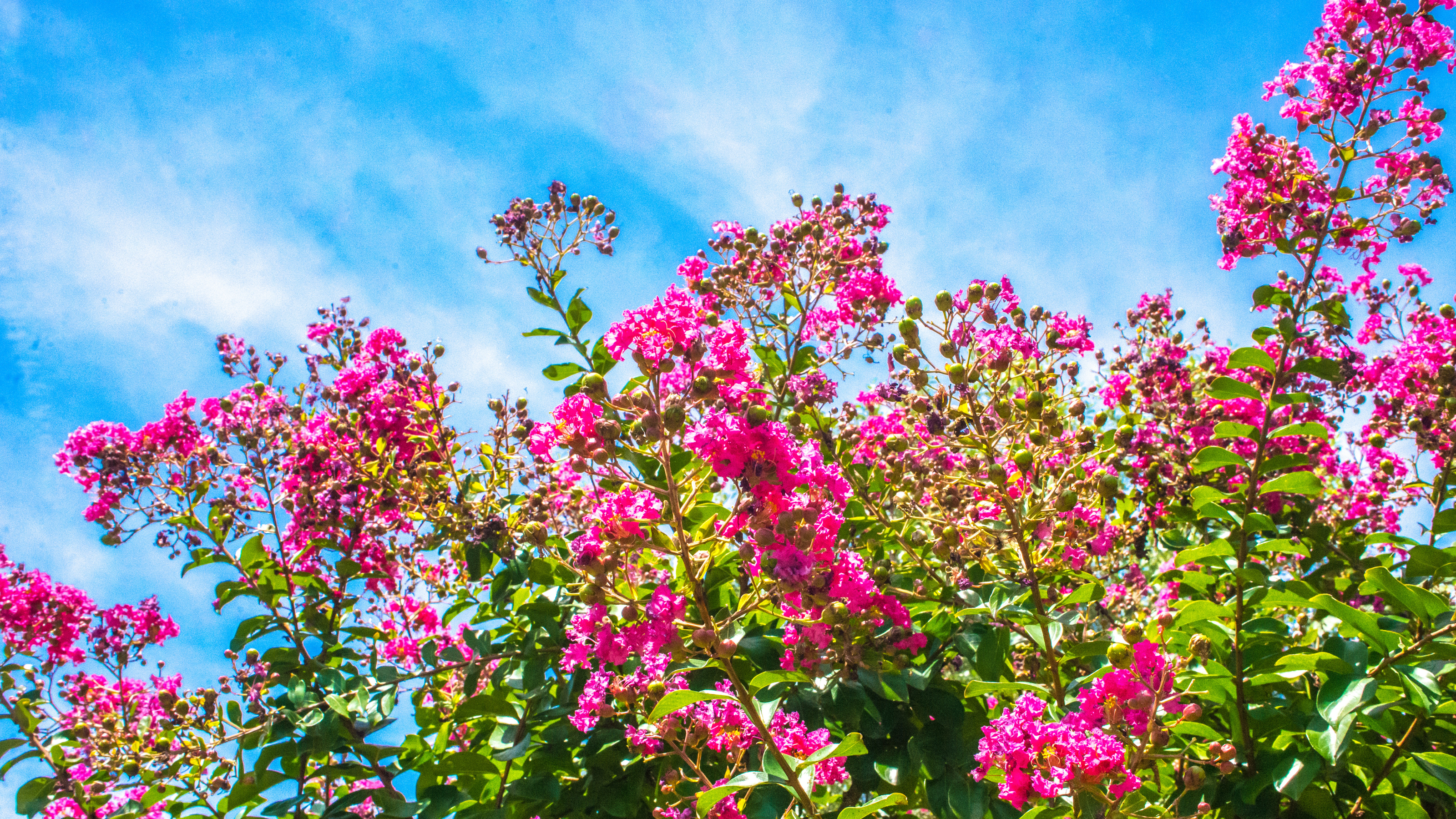 Crape myrtle blooming against a blue sky