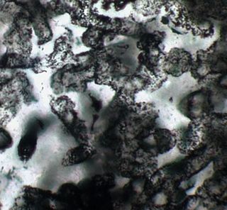 Microfossils found in Western Australia may be Earth's oldest life.