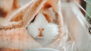 Guinea pig hiding under a pink blanket