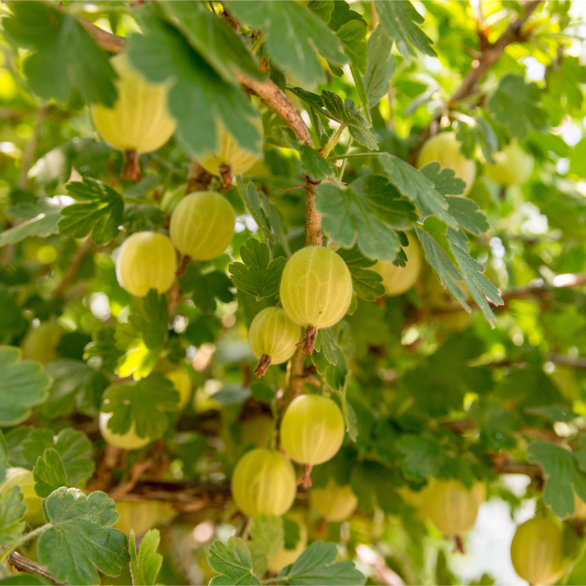 Gooseberries growing on gooseberry bush in garden