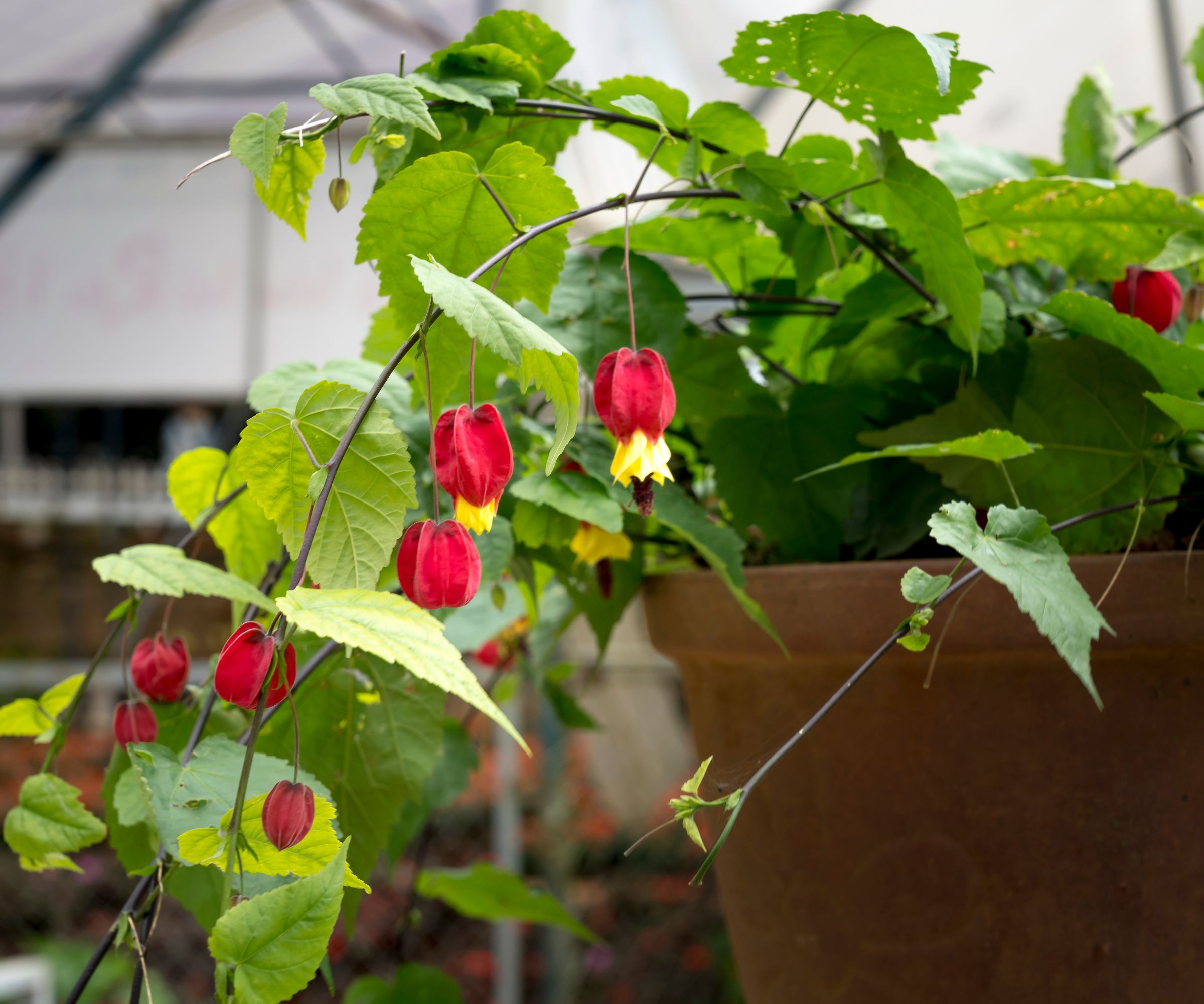Abutilon megapotamicum (Flowering maple) in a pot