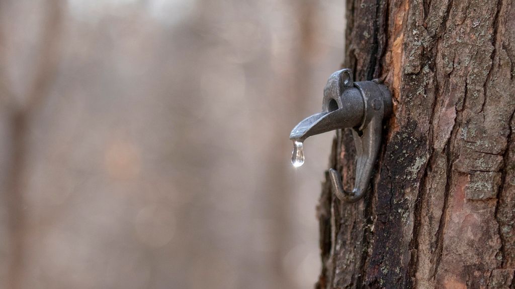 spout for collecting sap from maple 