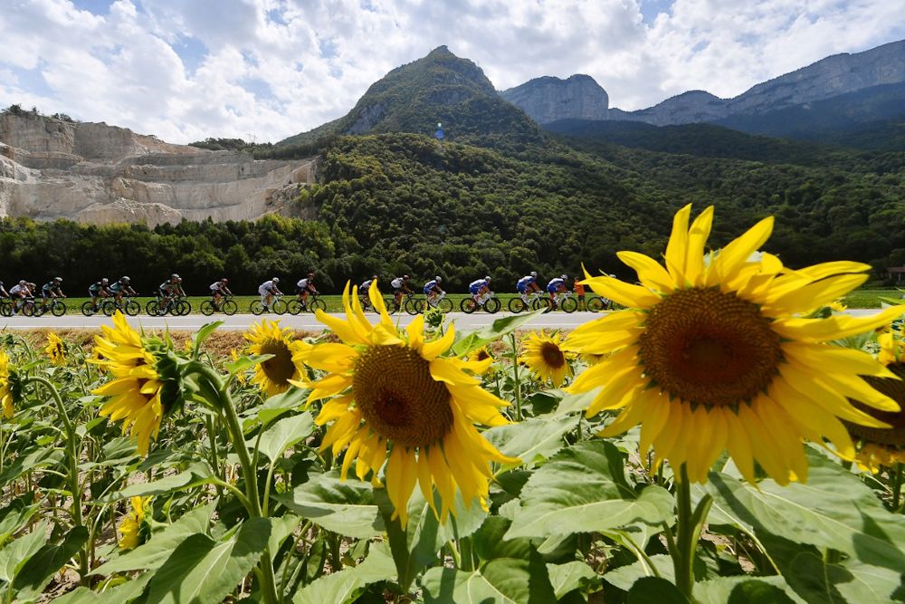 Sunflowers along the route of stage 13 at the Tour de France