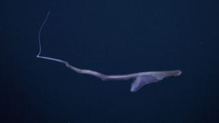 A large gray serpent-like eel with a large lump in its stomach swims through the deep ocean.