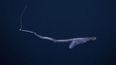 Watch rare footage of a shapeshifting eel with 'remarkably full tummy ...