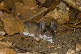 Typical pigment pattern of a Peromyscus mouse: camouflaging dorsal coat contrasted with a light-colored belly