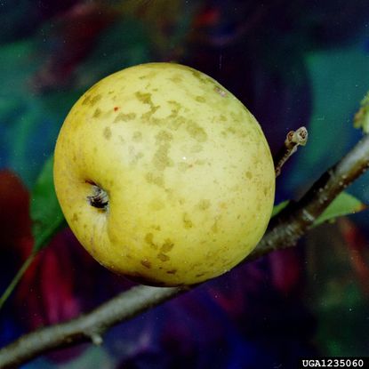 Scooty Blotch Fungus On An Apple