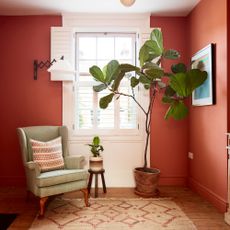 fiddle leaf fig in living room with terracotta coloured walls and wooden floors and armchair