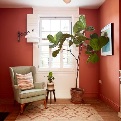 fiddle leaf fig in living room with terracotta coloured walls and wooden floors and armchair