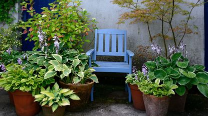 collection of hostas in pots and blue chair