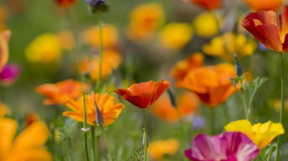 Orange and pink California poppies in a yard