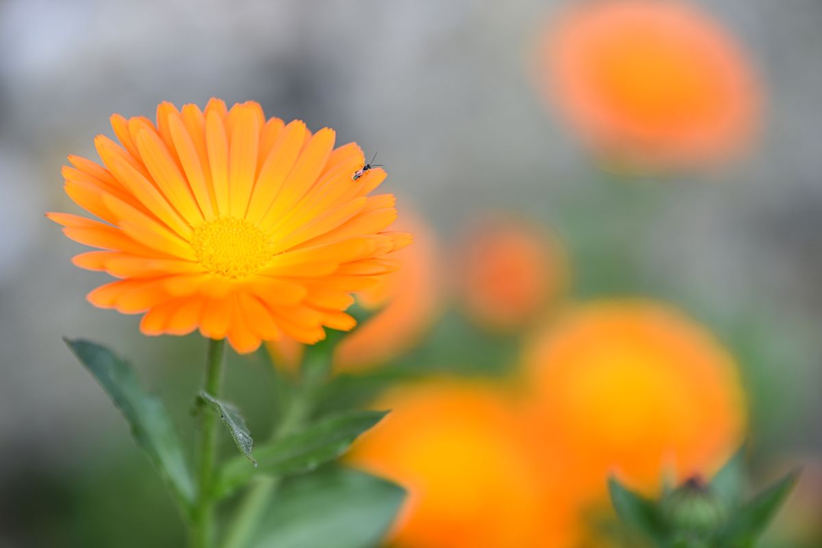 Nikon D6 + Nikon 70-200mm f/2.8 (1/320 sec, f/2.8, ISO100)