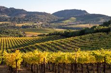 Silver Oak Jump Rock