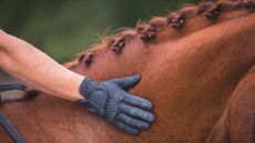 Image shows a hand patting a chestnut horse