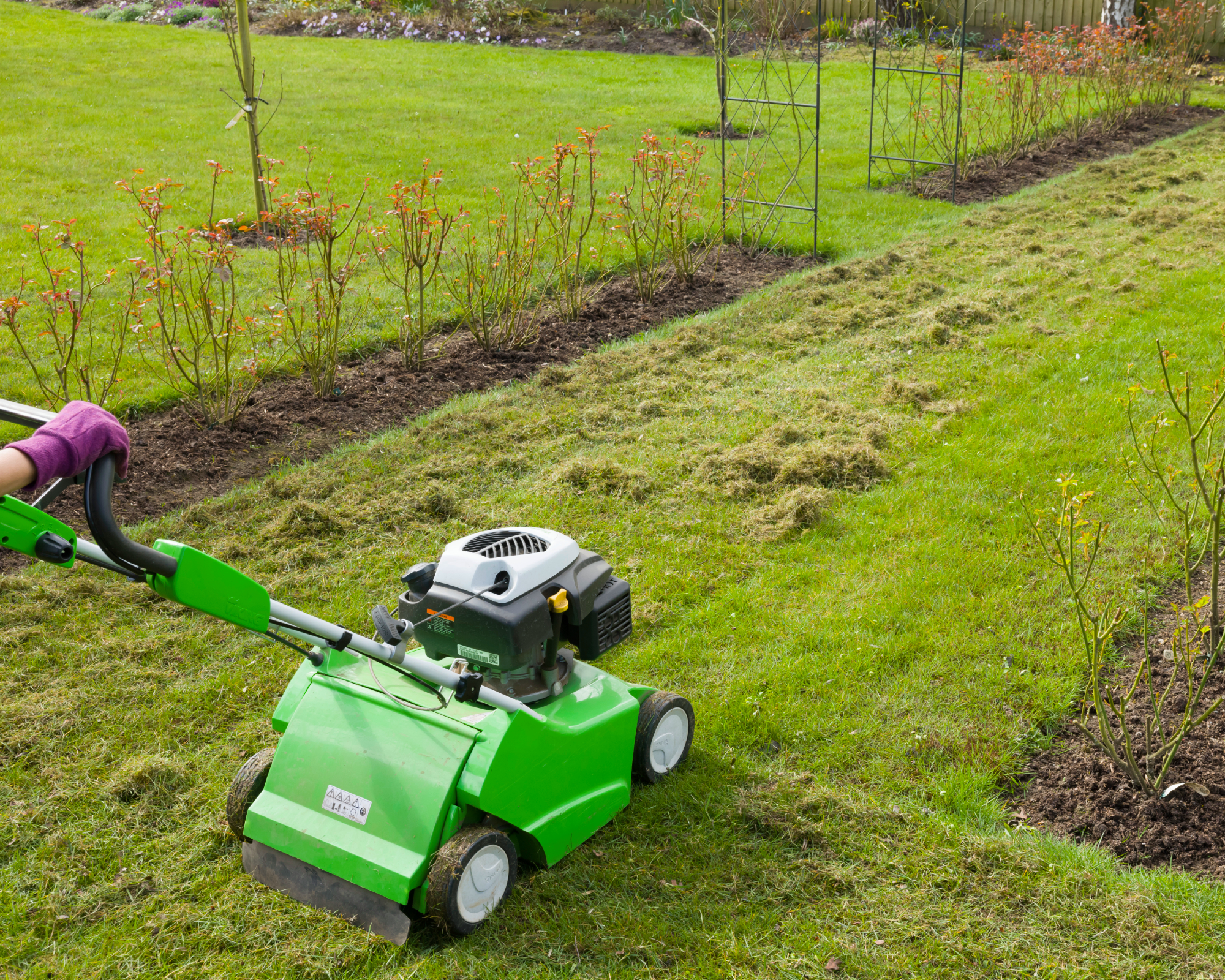 dethatching lawn in a garden