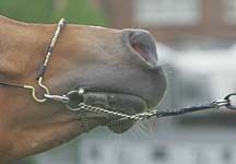 Arab-nose.jpg