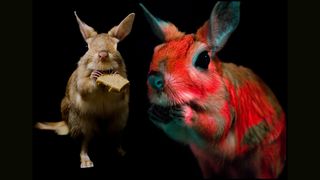 Springhares, hopping rodents found in parts of Africa, glow pink under UV light.