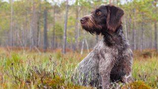 German Wirehaired Pointer