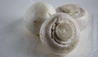 mushrooms-101105-02