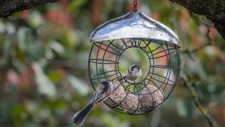 Long tailed tit on fat feeder