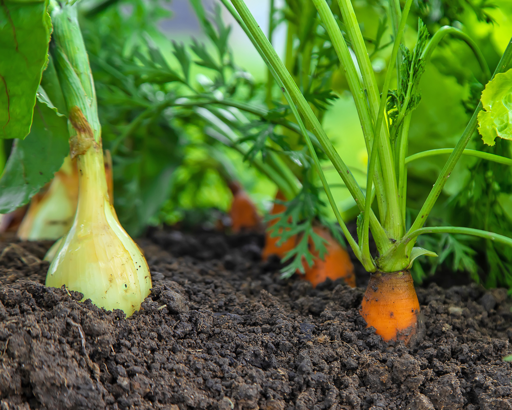 Onions and carrots planted together in the vegetable garden