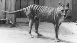 A black and white picture of the last known thylacine at Hobart Zoo, in Tasmania, shows the distinctive stripes on its lower back.