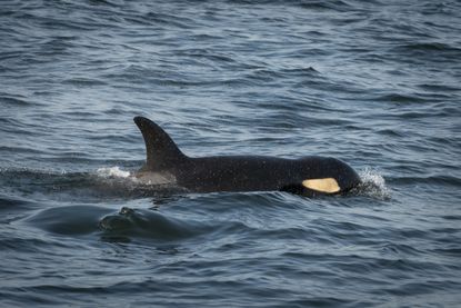 Scarlet, or J50 swimming.