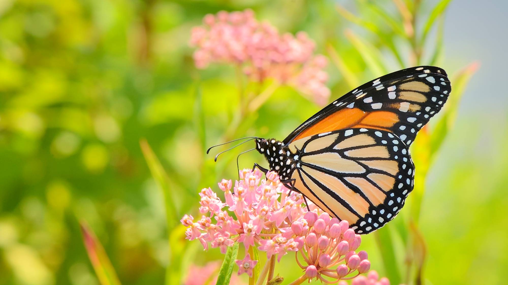 MOnarch butterfly on Joe Pye Weed flowers