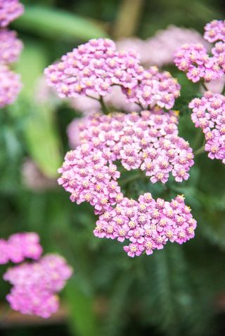 A close-up of pink yarrow flowers