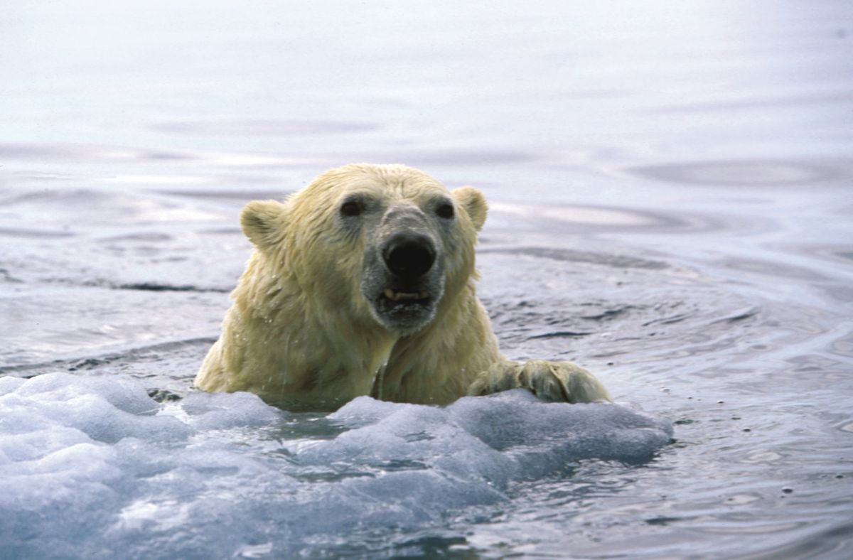 polar bears swimming