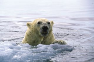 polar bears swimming