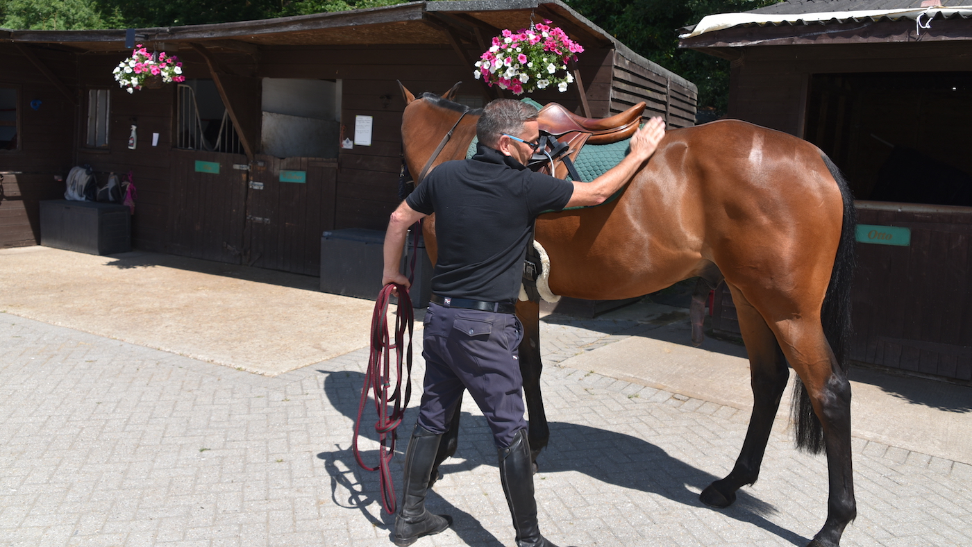 Patting sharp horse for desensitisation &amp;ndash; Groundwork exercises for sharp horses