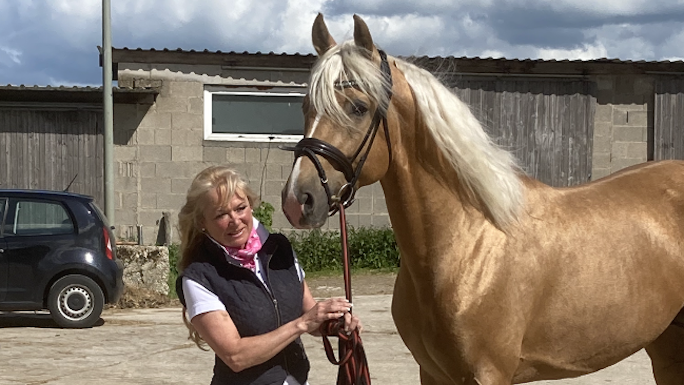 Palomino stallion Saturday Night Fever